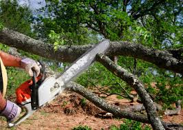 Best Root Management and Removal  in Alba, NY